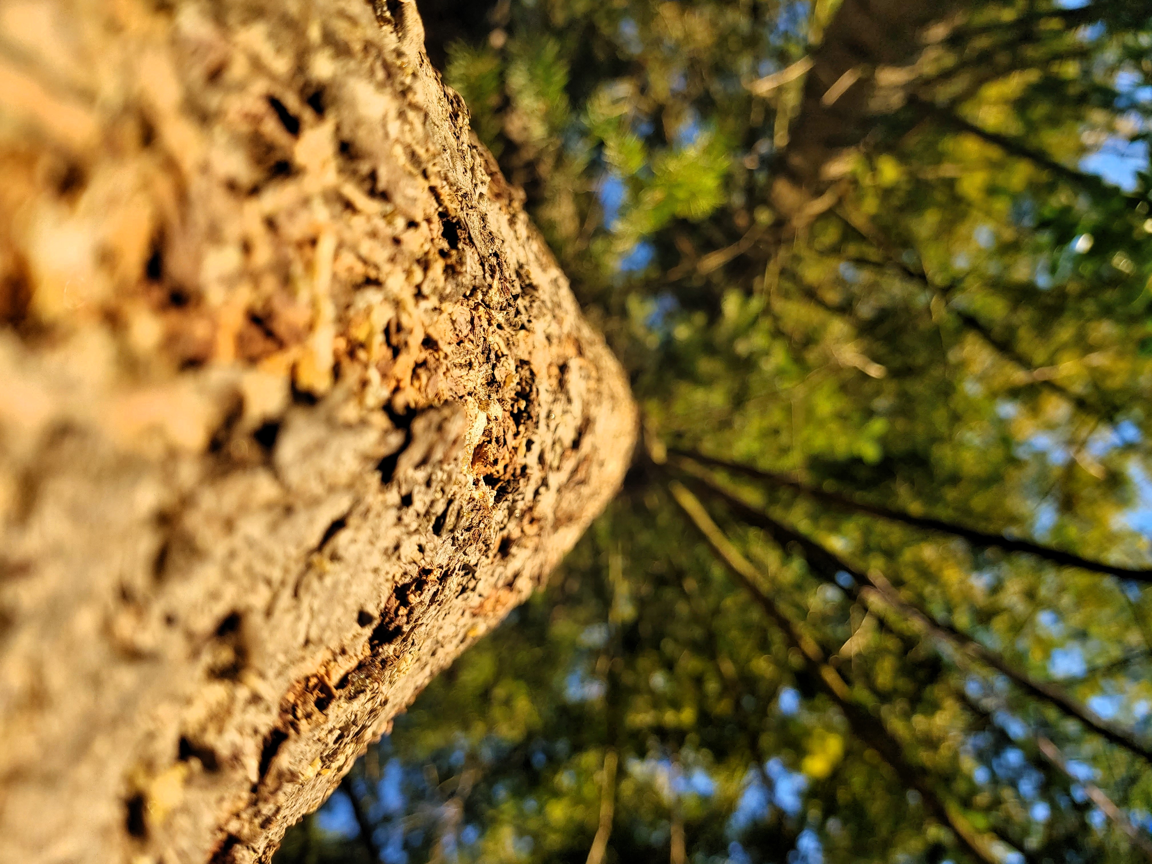4 große Tannen in unserem Hof