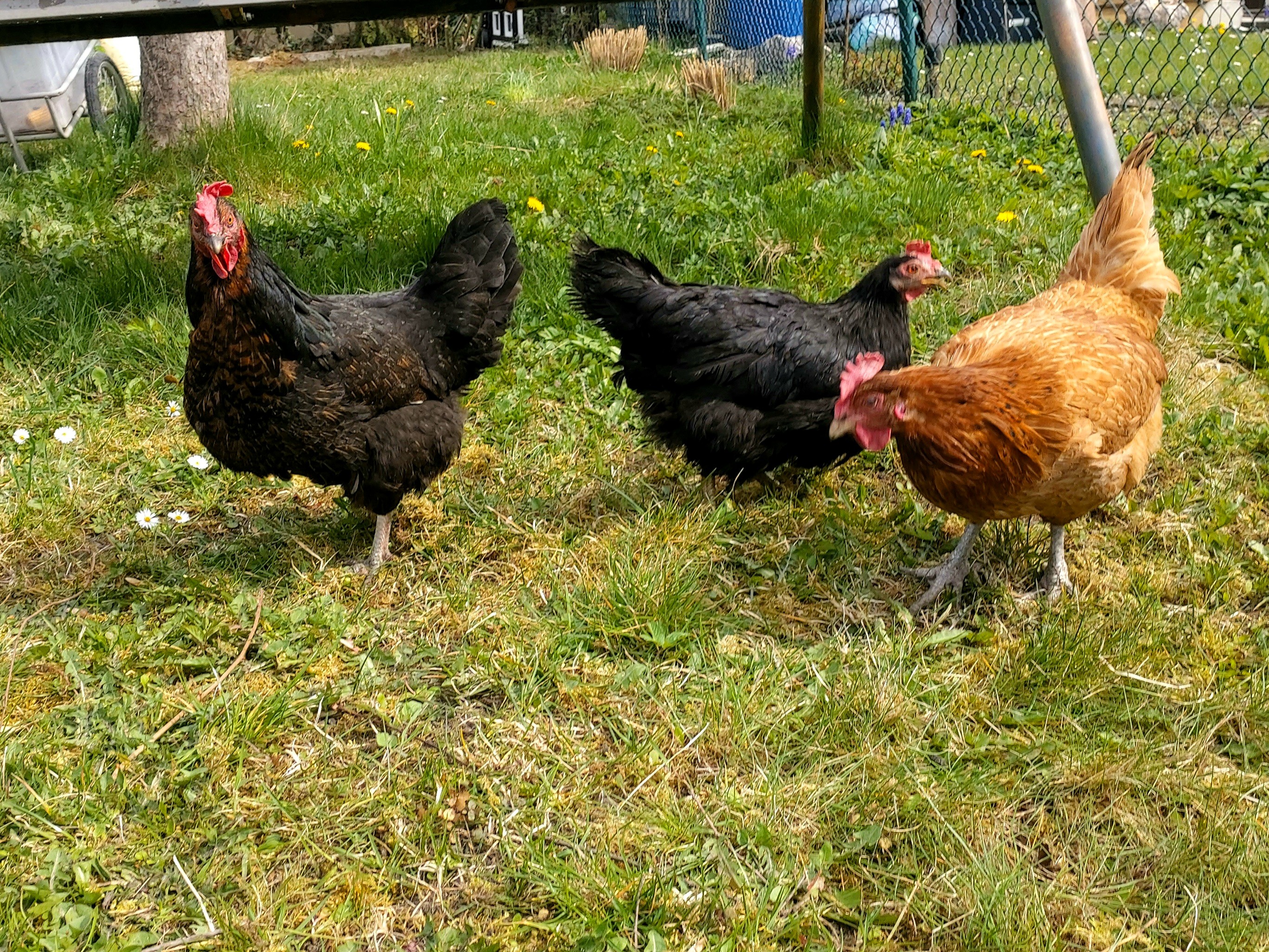 3 von insgesammt 8 Hennen + 2 Hähne